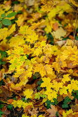 Bright yellow maple leaves in autumn