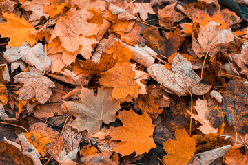 Autumn foliage close up background
