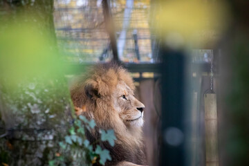 Lion at Munich zoo © Sarah