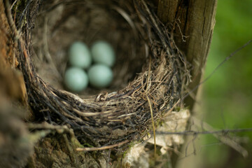 Blackbird eggs in the nest. The offspring of a forest bird. A nest of small branches.