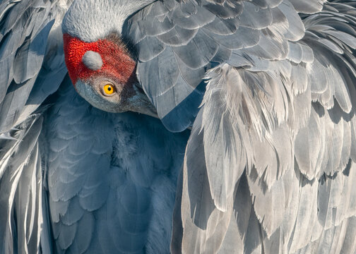 A wild brolga (Grus rubicunda) preening close-up showing feather detail and red head patch, Australia