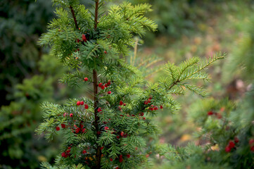 Branch European yew (Taxus baccata) with ripe red fruits.