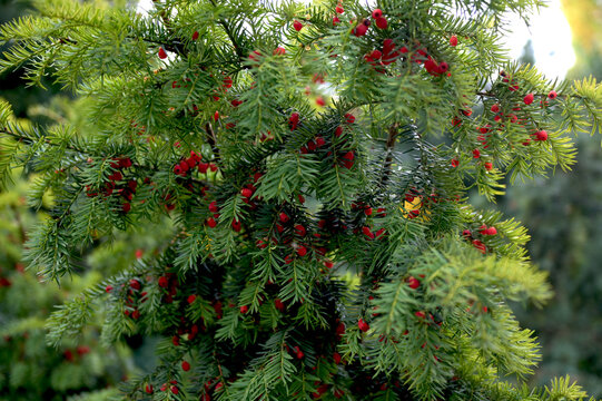 Branch European yew (Taxus baccata) with ripe red fruits.