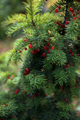 Branch European yew (Taxus baccata) with ripe red fruits.