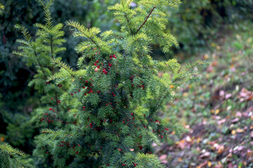 Branch European yew (Taxus baccata) with ripe red fruits.