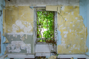 Fen&ecirc;tre envahie de v&eacute;g&eacute;tation dans une maison abandonn&eacute;e