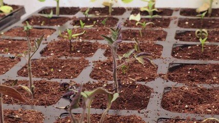 Time lapse close up of tomato seedlings struggling growing after germinating in seed starter trays. Plants didn't have enough water on bottom of pots and roots didn't develop well