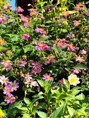 A bee flies over autumn chrysanthemum flowers.