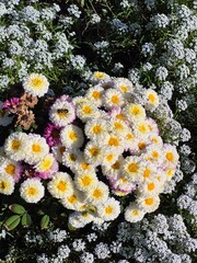 A bee flies over autumn chrysanthemum flowers.