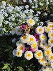 A bee flies over autumn chrysanthemum flowers.