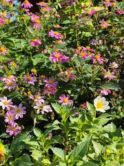 A bee flies over autumn chrysanthemum flowers.