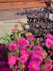 A beautiful butterfly sits on an autumn chrysanthemum flower.