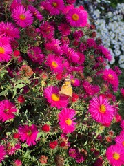 A beautiful butterfly sits on an autumn chrysanthemum flower.