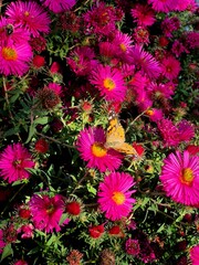 A beautiful butterfly sits on an autumn chrysanthemum flower.