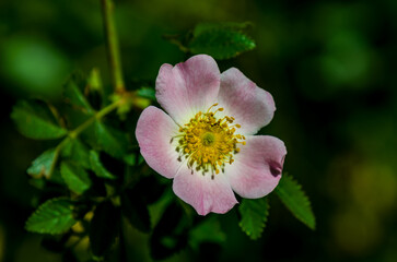 El rosal silvestre (Rosa canina), es un arbusto espinoso de hoja caduca de la familia de las rosáceas, nativo de Europa