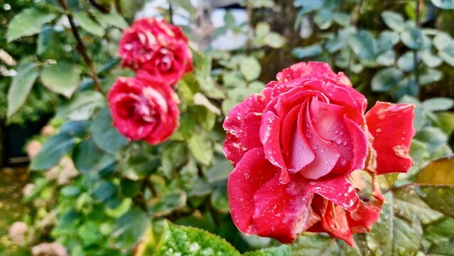 Macro Close-Up: Variegated Red Rose with Sparkling Raindrops