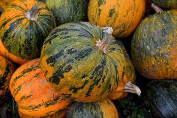 Multi-colored pumpkins arranged outdoors