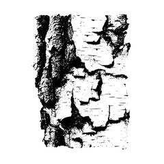 Close up view of a birch tree bark texture with rough and detailed surface in black and white color
