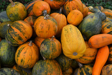 Multi-colored pumpkins arranged outdoors