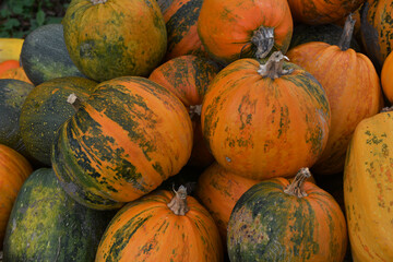 Multi-colored pumpkins arranged outdoors