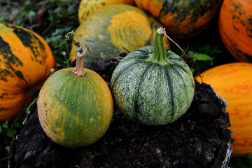 Multi-colored pumpkins arranged outdoors