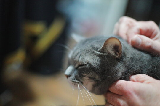 Close-up of a gray cat enjoying gentle petting, eyes closed in relaxation and comfort, capturing a peaceful and intimate human-animal connection.