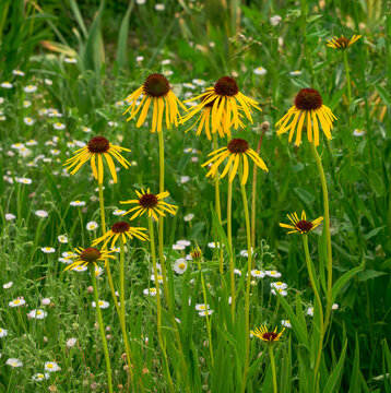 Echinacea paradoxa commonly known as Ozark coneflower, Yellow coneflower or Bush's coneflower growing tall in a quaint cottage garden adding whimsy and interest.
