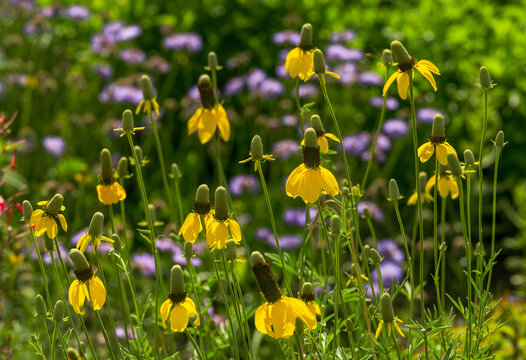 Yellow Prairie Coneflowers (Ratibida columnifera) commonly called Mexican Hat flowers, blooming in an early Summer garden.