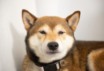 siberian husky puppy