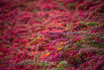 field of purple flowers