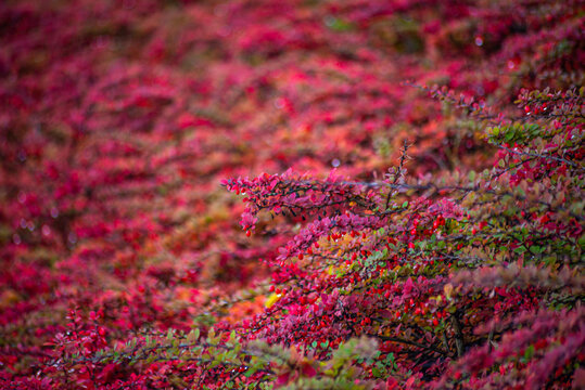 field of purple flowers