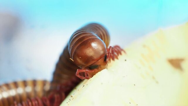 Spirostreptidae sp. &ldquo;Togo&rdquo; &ndash; Diplopode africain en macro naturaliste se nourrissant d&rsquo;un v&eacute;g&eacute;tal