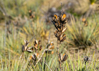 A Yucca glauca plant stalk or Soapweed Yucca that has gone to seed in a semi arid desert habitat in Colorado.