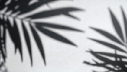 Realistic Palm Leaf Shadow Overlay Effect Isolated On Transparent Background Tropical Plant Leaves Blur Shadows On A White Wall White And Black For Overlaying A Photo Or Mockup