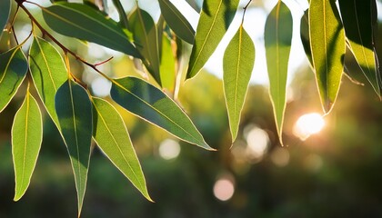 Eucalyptus Leaves Branch Eucalyptus Tree Nature Background