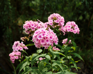 Vibrant Pink Phlox Paniculata Flowers Blooming in Lush Summer Garden