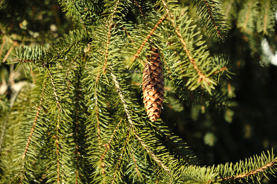 Spruce branch with a cone in a sunny forest.