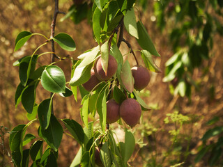 Wild pear branch with ripe fruits and green leaves in sunny summer garden.