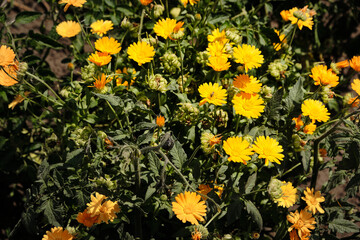 Bright yellow and orange calendula flowers blooming in a garden on a sunny day.