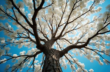 Obraz premium White ipe tree with white flowers against blue sky. Floral spring nature landscape with blue sky background. Tree branches in full bloom look towards a vibrant sky.