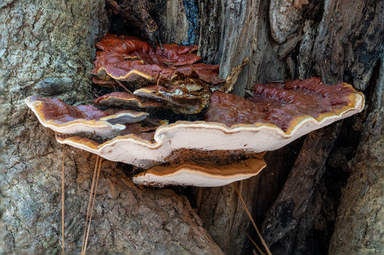 Polypores, also called bracket or shelf fungi, are a morphological group of basidiomycete-like gilled mushrooms on a tree