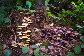Wild mushrooms cluster on a mossy tree stump in a lush, green forest, showcasing the beauty of nature and autumn season.