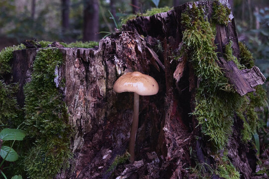 Mushroom growing on a mossy tree stump in a dark forest.