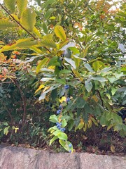 秋に実がなる木の風景