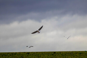 Seagull flying under cloudy sky