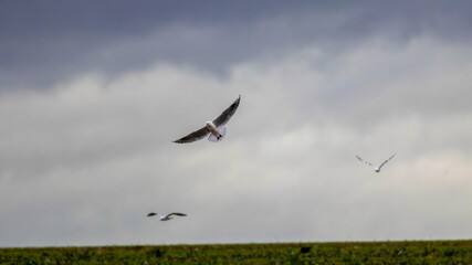 Seagull flying under cloudy sky