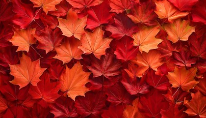Seamless Pattern Of Red Maple Autumn Leaves
