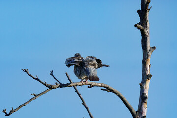 A pigeon (Columba livia) perches on a bare tree branch under a clear blue sky, preening its feathers in a tranquil and expressive moment.