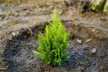 Small tree sapling planted in the ground, representing growth and sustainability.