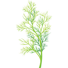 Fototapeta premium Delicate Green Dill Herb Sprig with Intricate Branching Patterns on a Transparent Background